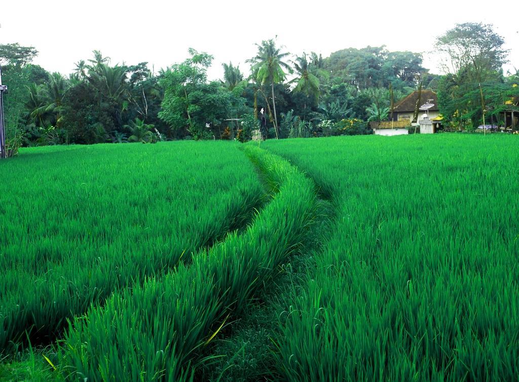 Adi Santia Bungalows Ubud Buitenkant foto